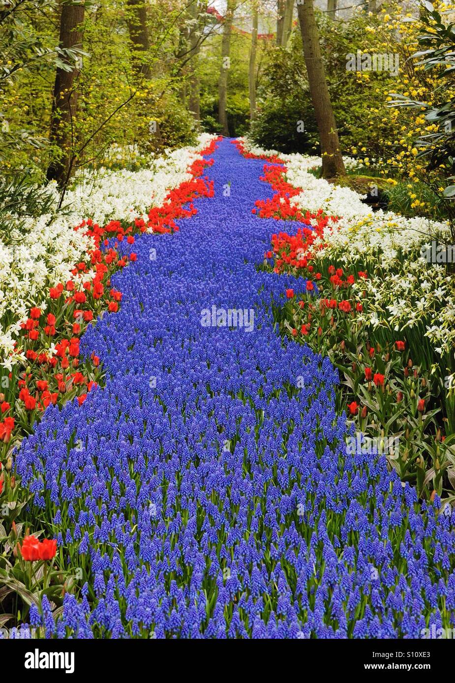 Red, white and blue flower garden Stock Photo Alamy