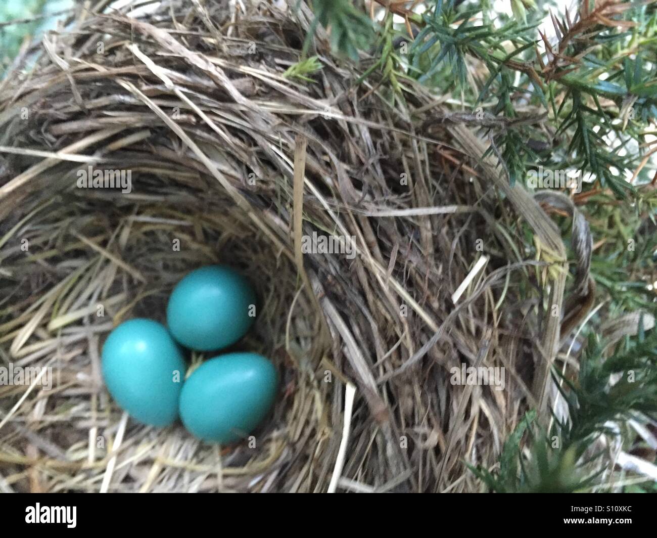 Robin egg blue Stock Photo Alamy