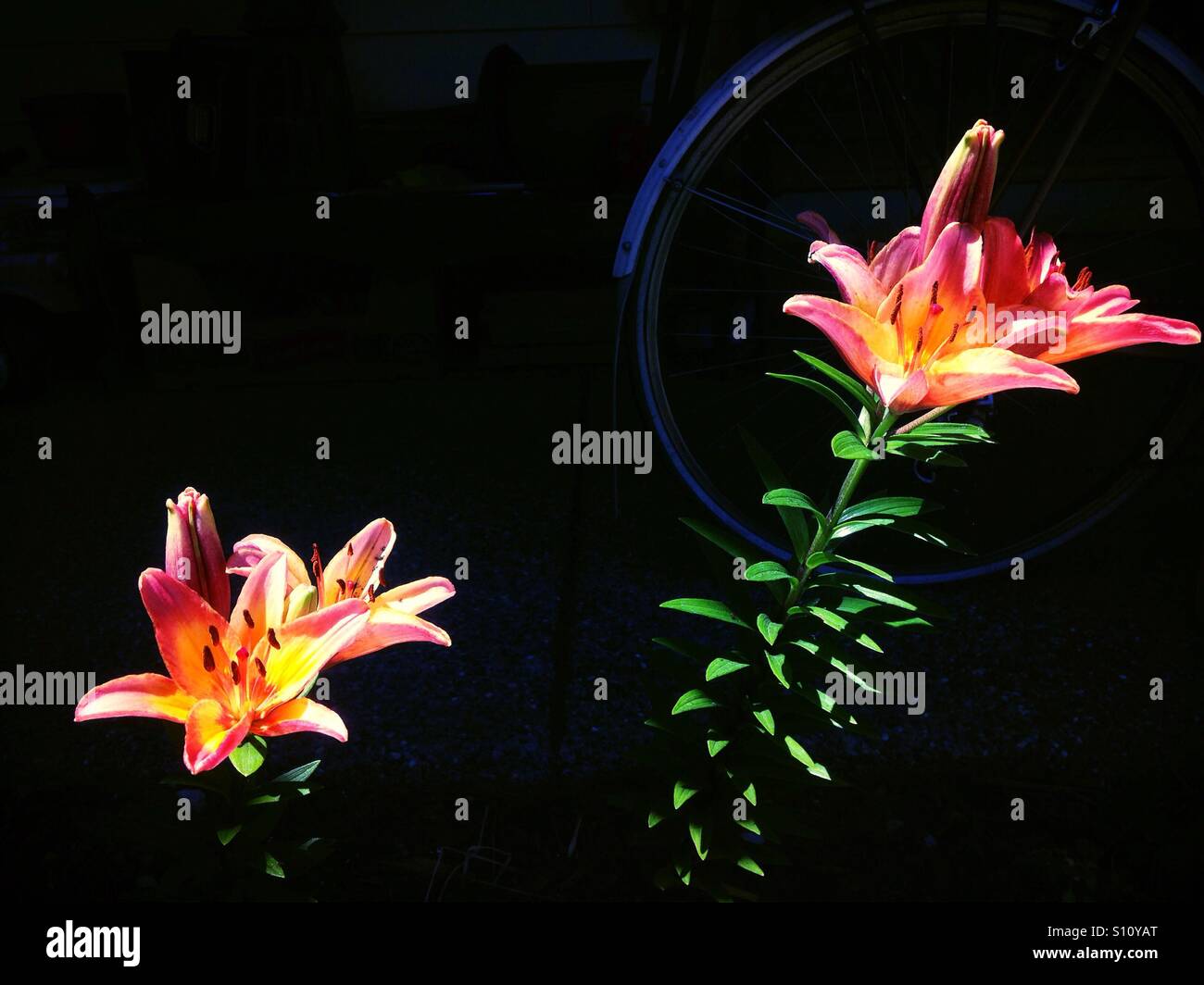 Sunlit flowers and a bicycle in the dark background. - Smartphone Captured Stock Image