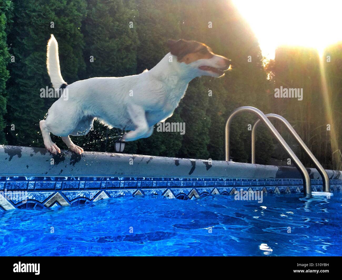 Low angle view of a small breed fit dog jumping into an outdoor backyard swimming pool - Smartphone Captured Stock Image