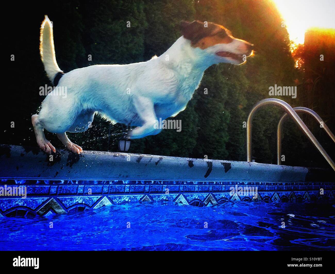 Wet dog pushing off the edge of a swimming pool about to jump into the water. Natural late afternoon light. - Smartphone Captured Stock Image