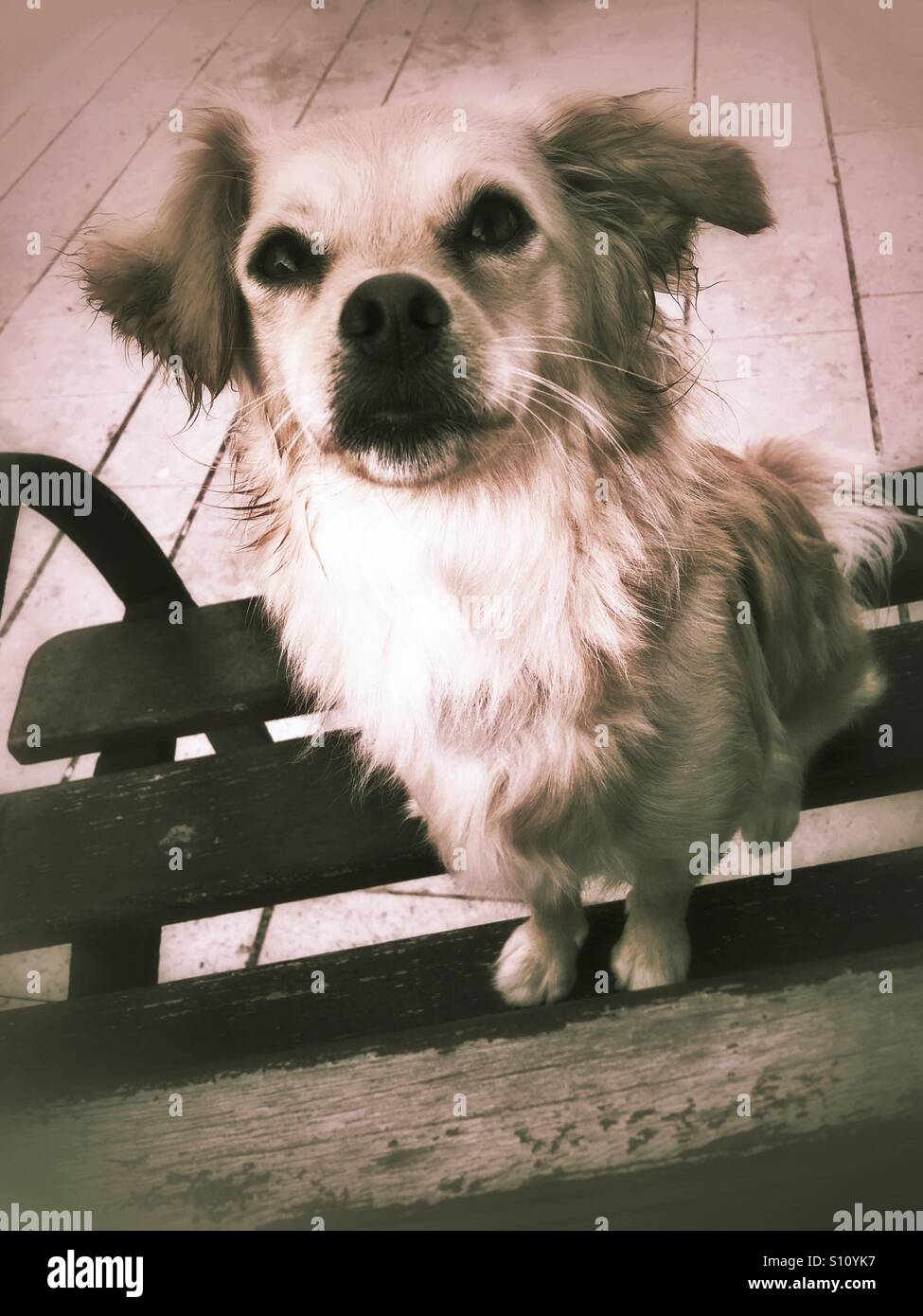 Small dog on bench - Smartphone Captured Stock Image