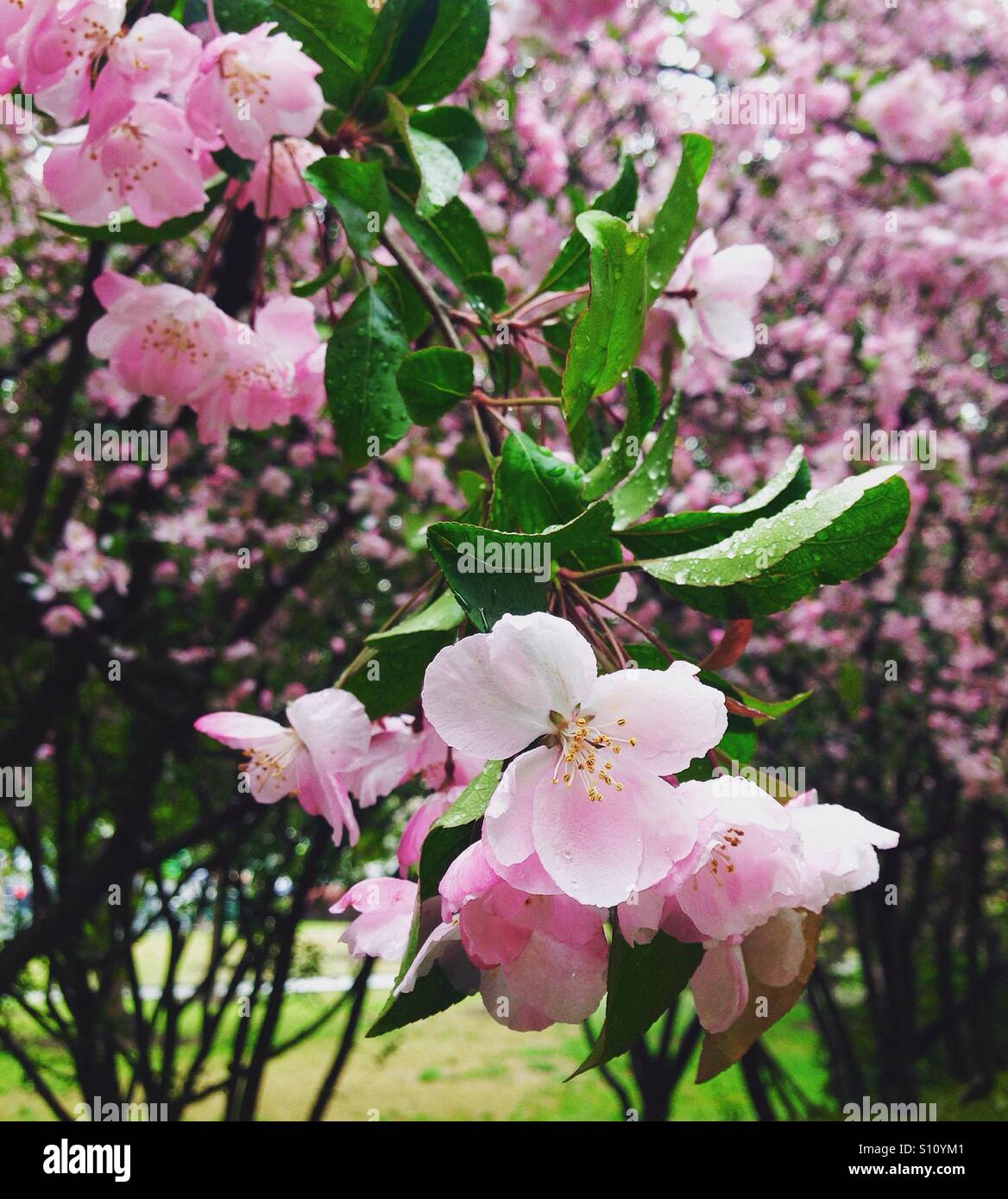 Spring flowers of cherry hi-res stock photography and images - Alamy