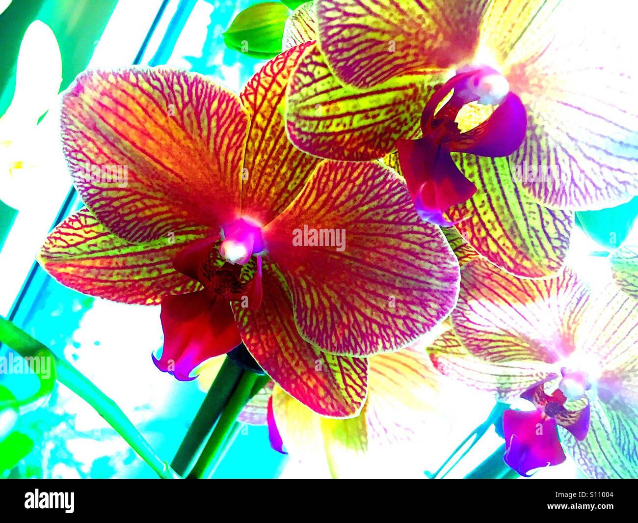 Vivid colors of orchids hi-res stock photography and images - Alamy