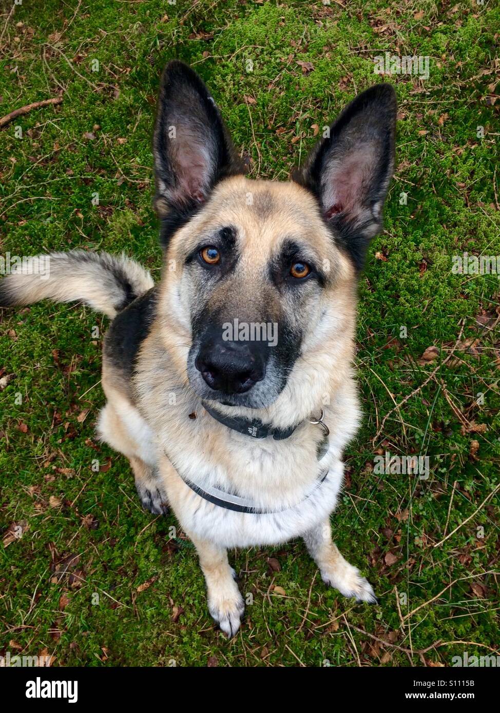 German Shepherd love Stock Photo Alamy