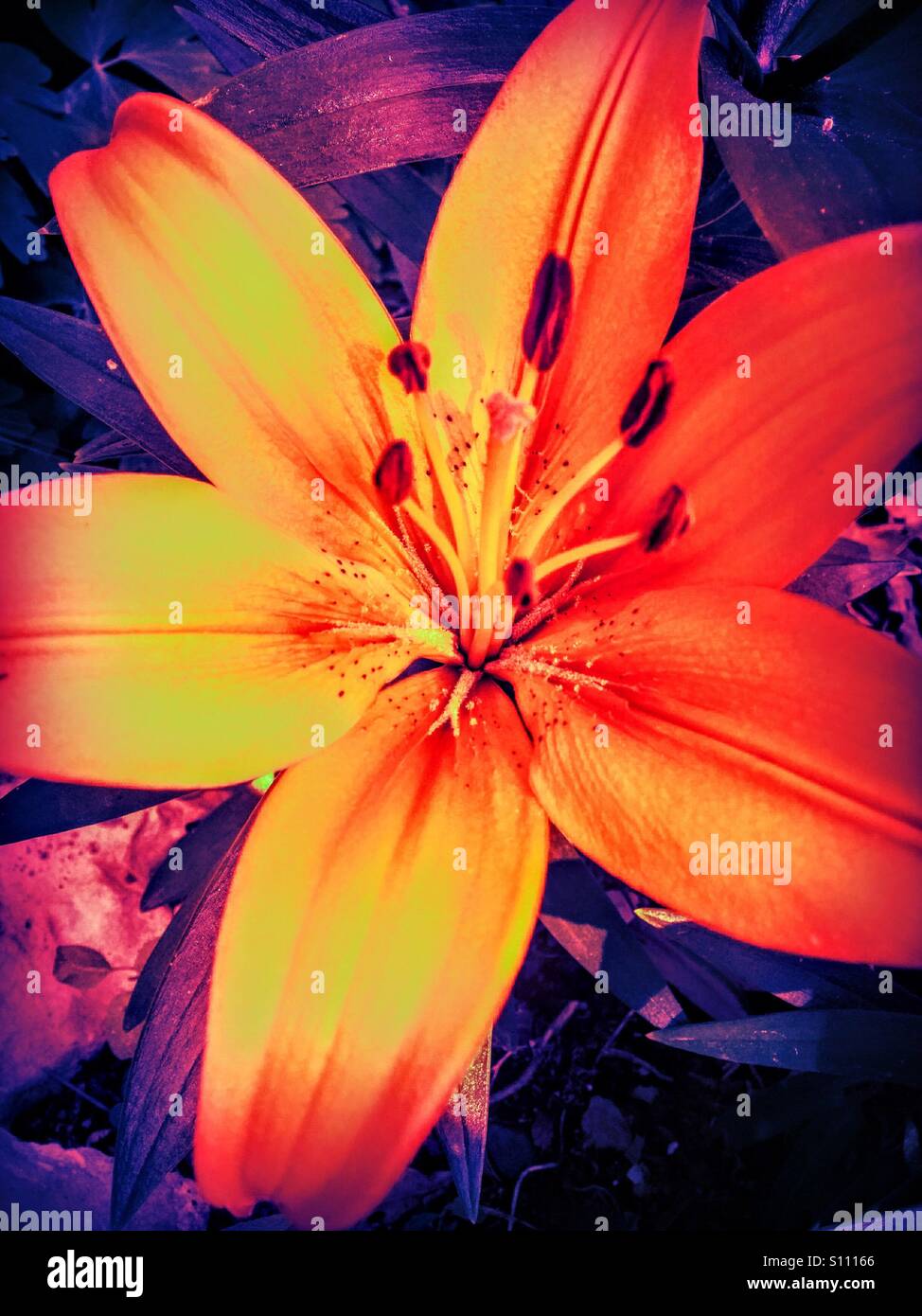 Lily flower lilies hires stock photography and images Alamy