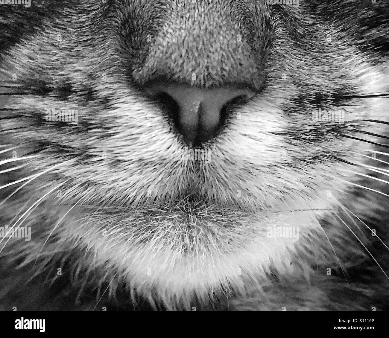 Kittens nose and whiskers up close black and white Stock Photo
