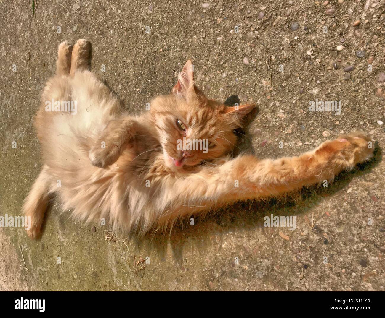 Ginger cat laying on the floor stretching in what looks like a superman pose with its tongue out Stock Photo
