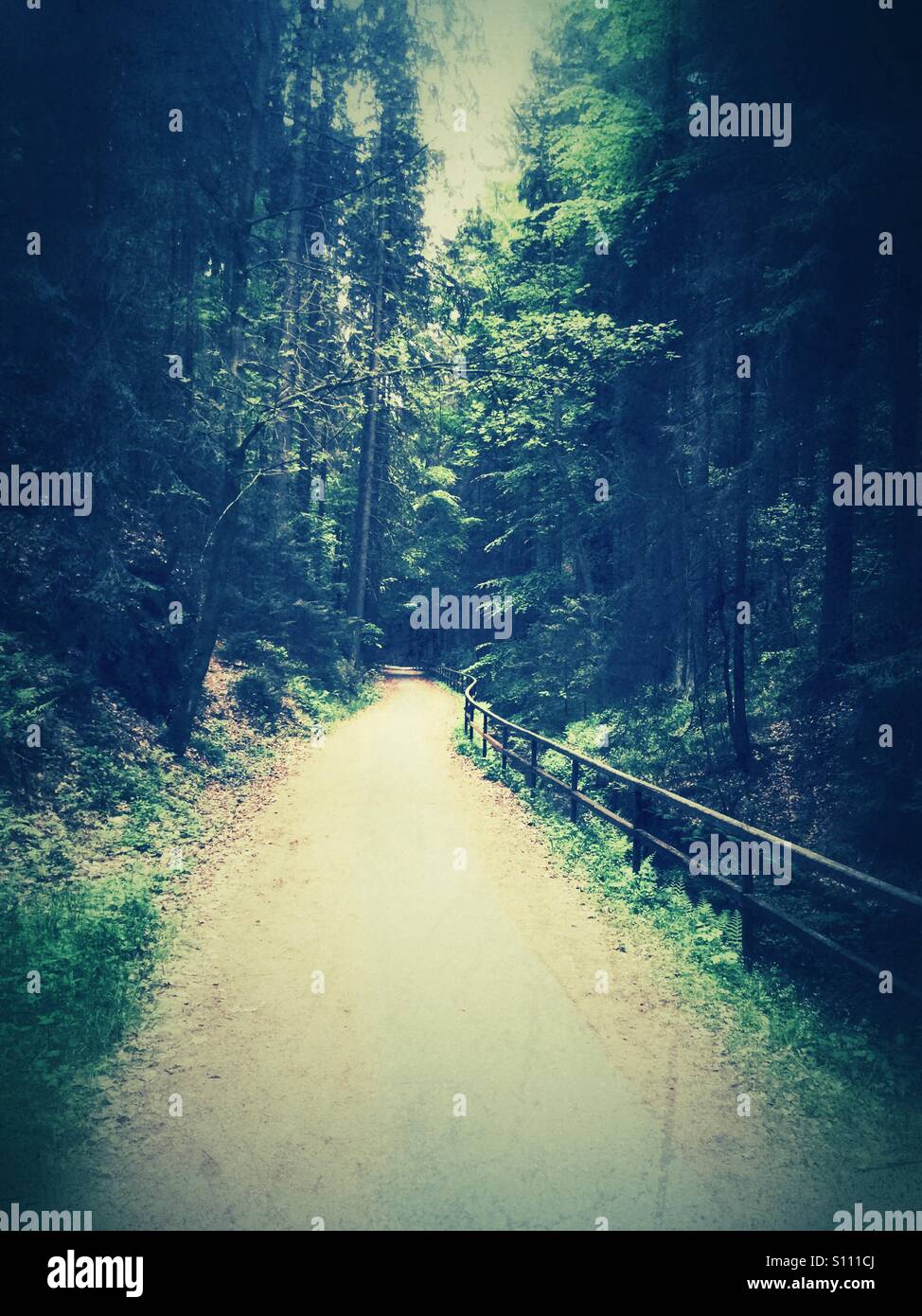 Path in the woods - Smartphone Captured Stock Image Path in the woods - Smartphone Captured Stock Image