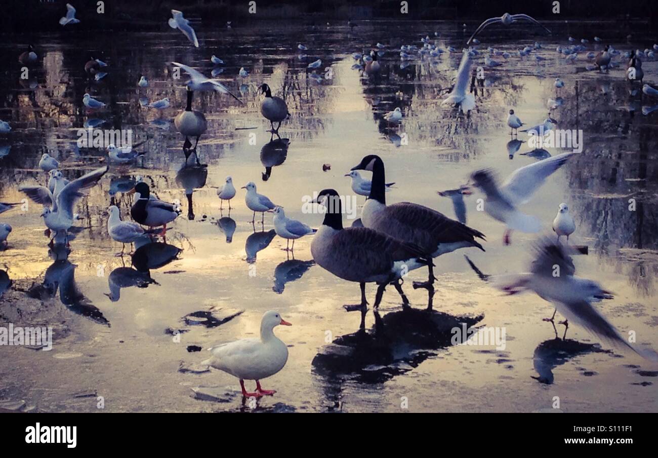 Group of birds on frozen lake - Smartphone Captured Stock Image