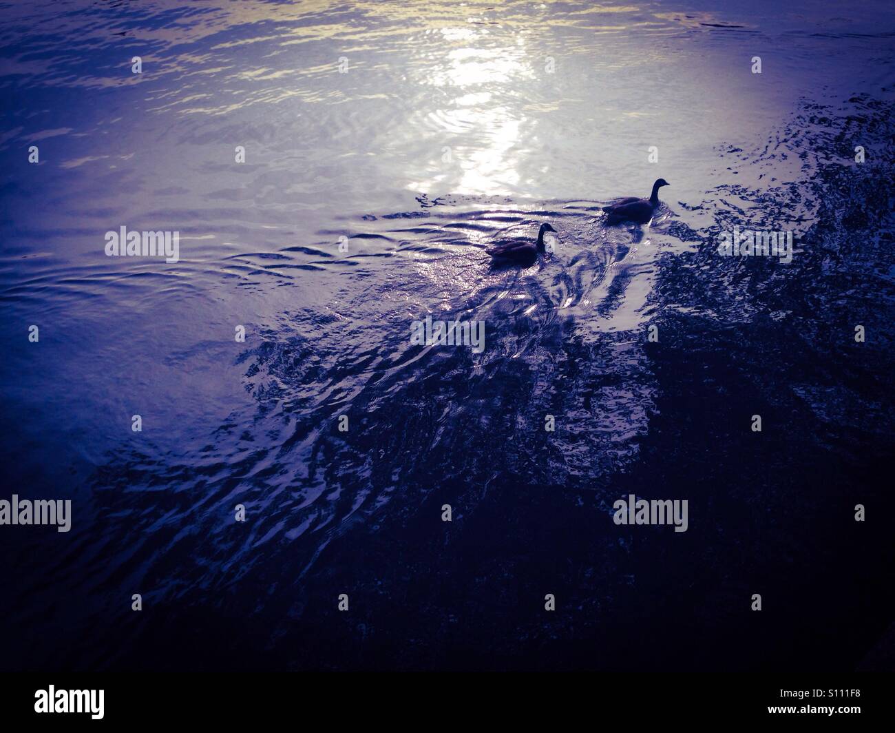 Two Geese together - Smartphone Captured Stock Image