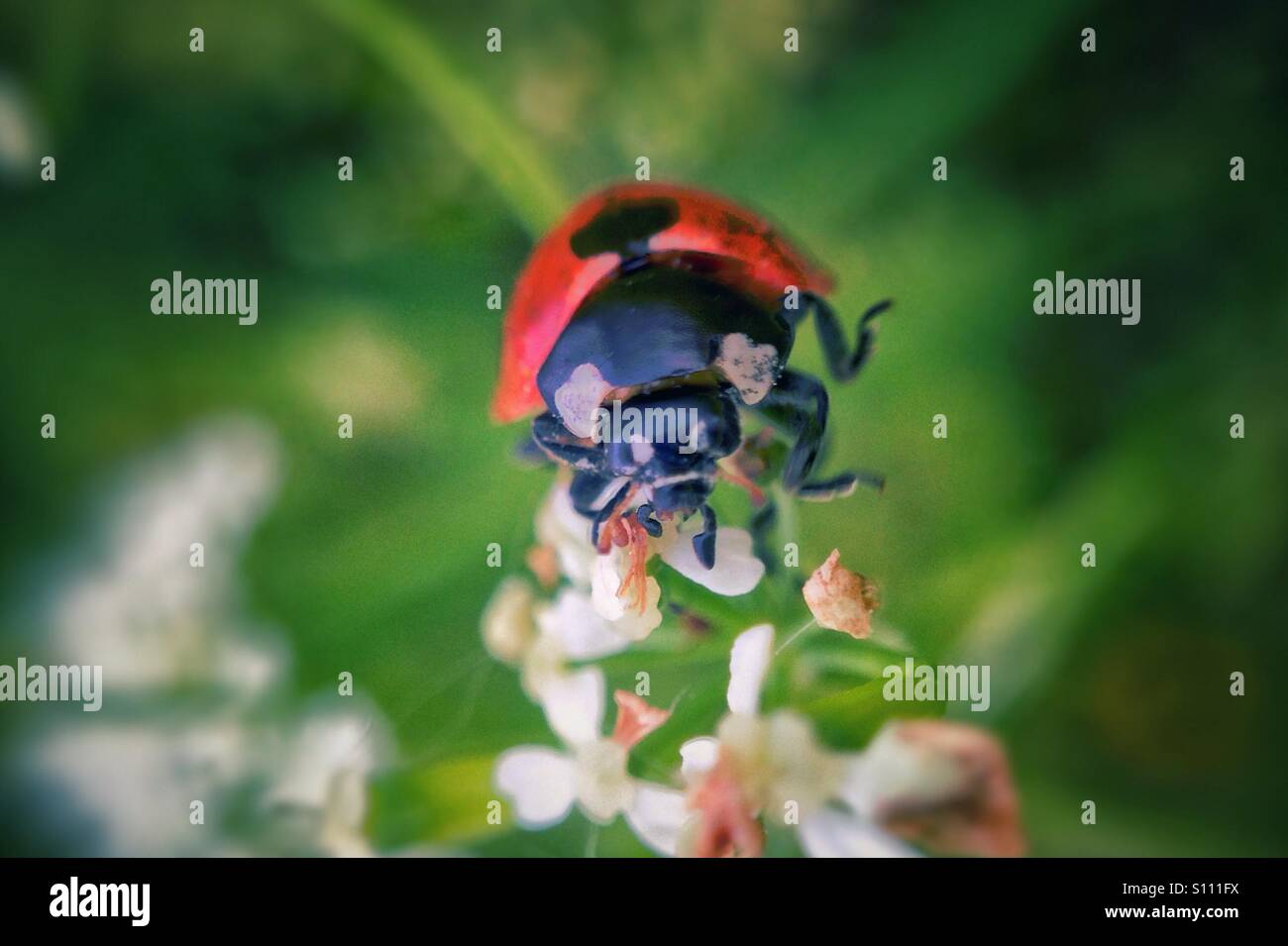 Lady bird hi-res stock photography and images - Alamy