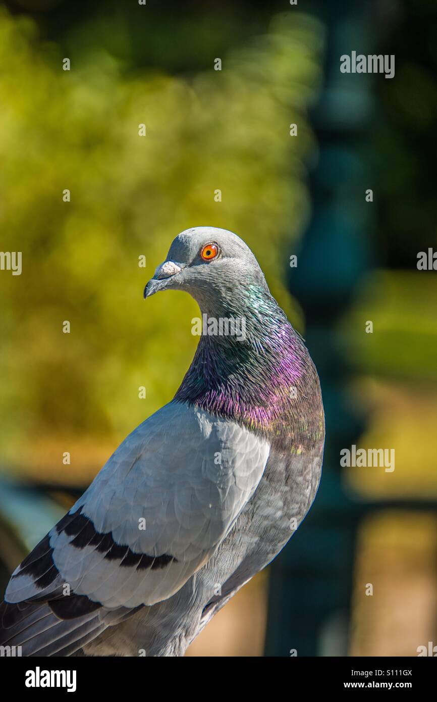 Pretty pigeon with vibrant filter - Smartphone Captured Stock Image Pretty pigeon with vibrant filter - Smartphone Captured Stock Image