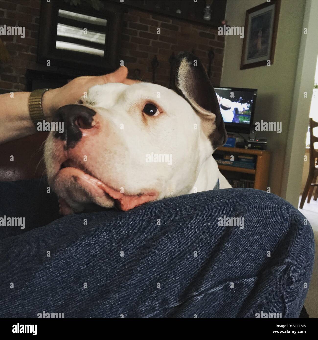 Man's best friend Stock Photo Alamy
