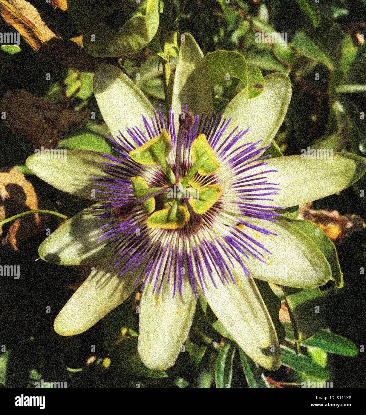 Passion flower in full bloom - Smartphone Captured Stock Image