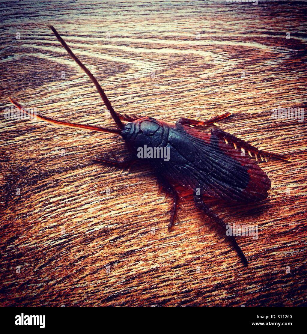 Big cockroach on wood floor Stock Photo