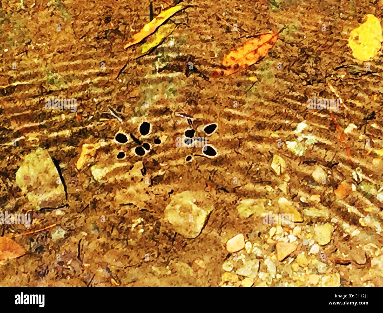 Insects floating on the water Stock Photo Alamy