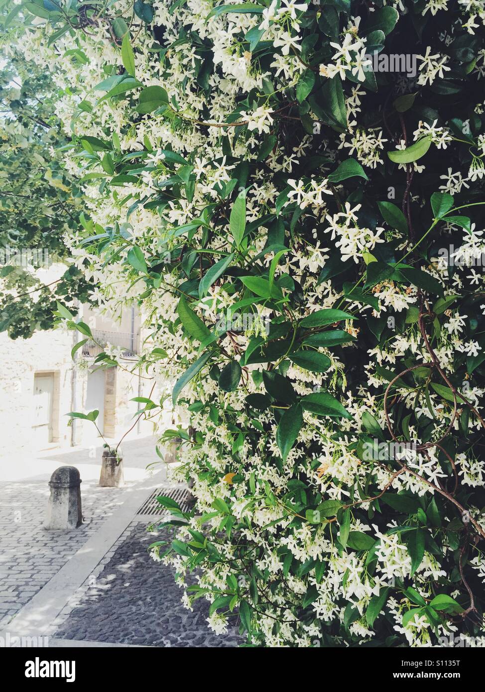 Scented jasmine on a wall in Uzes, France Stock Photo