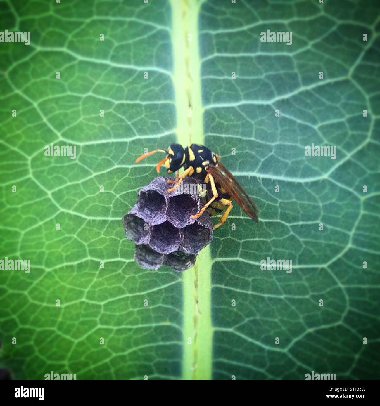 A wasp works on his nest in a green leaf in Prado del Rey, Sierra de Cadiz, Andalusia, Spain - Smartphone Captured Stock Image