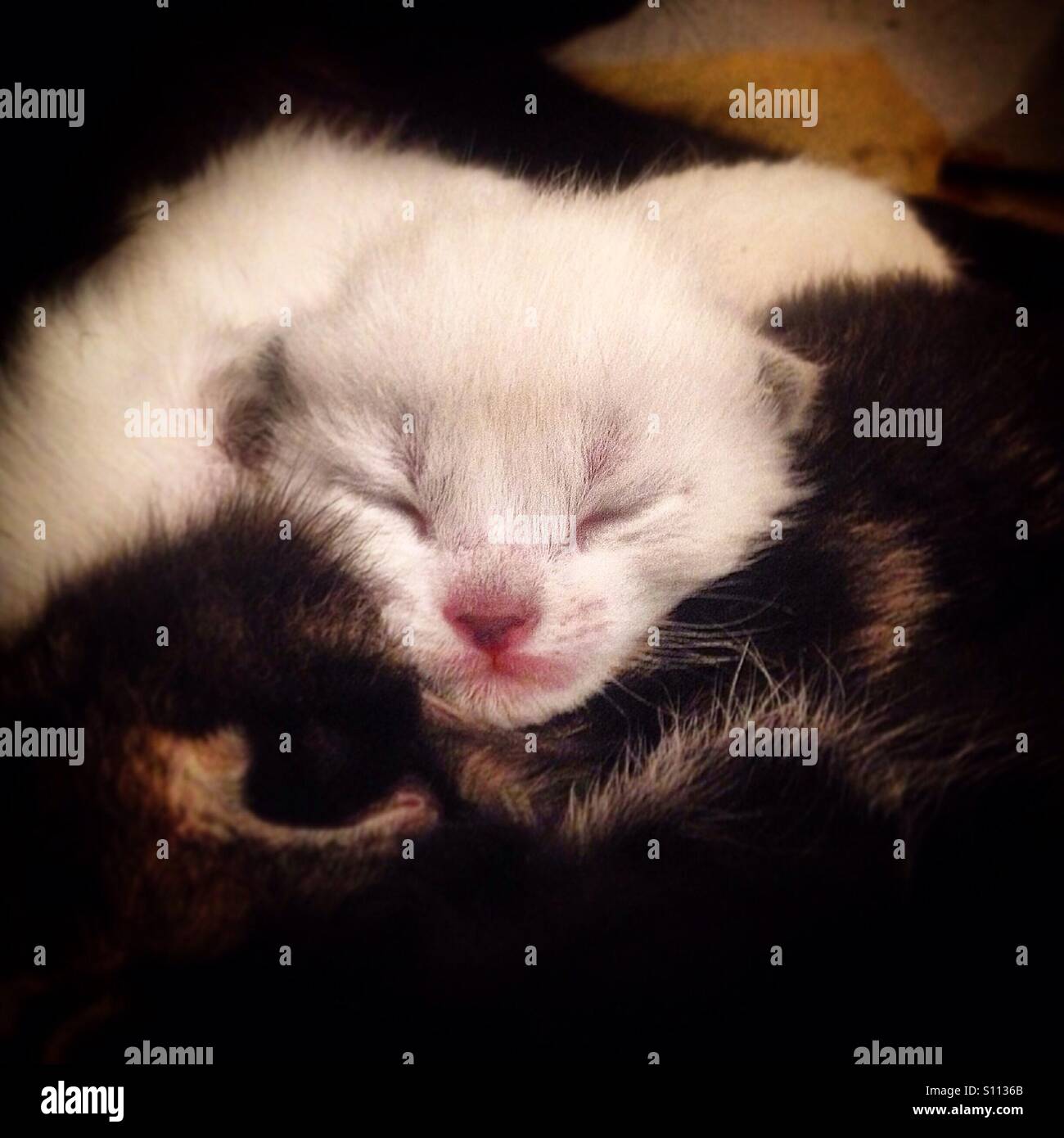 A newborn white kitten sleeps on top of his brother in Prado del Rey, Sierra de Cadiz, Andalusia, Spain Stock Photo
