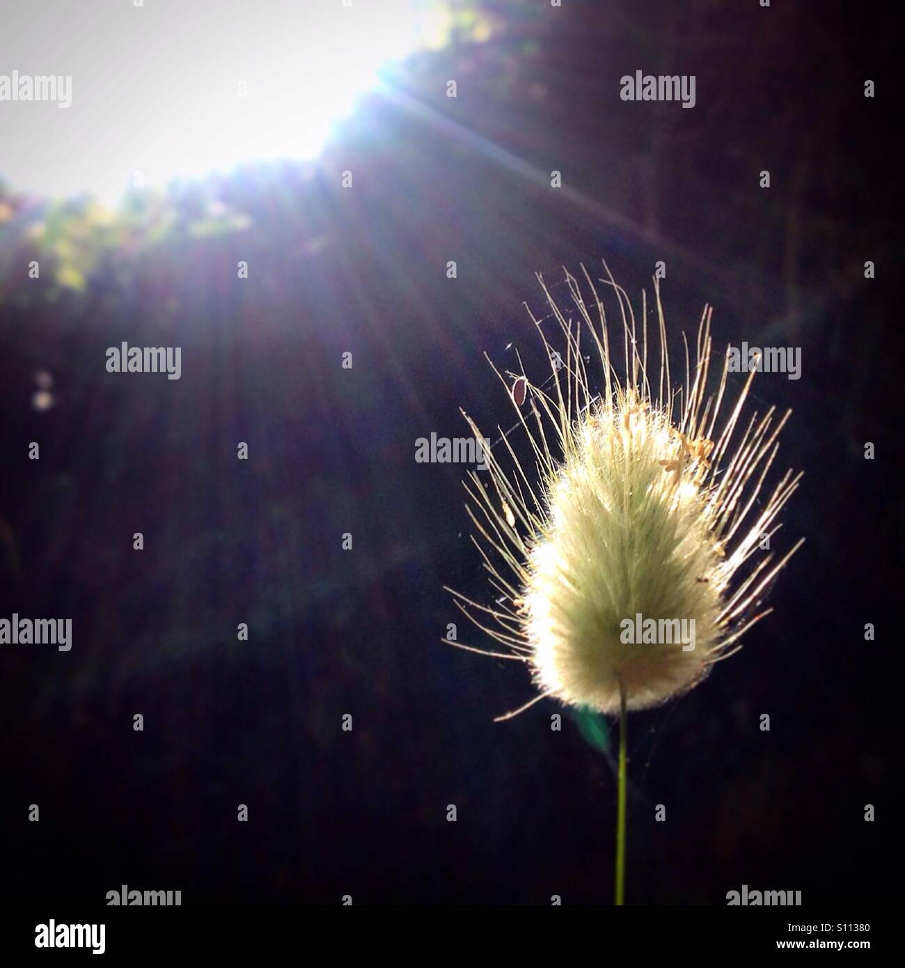 The Sun shines over a plant in Benamahoma, Sierra de Cadiz, Andalusia, Spain Stock Photo