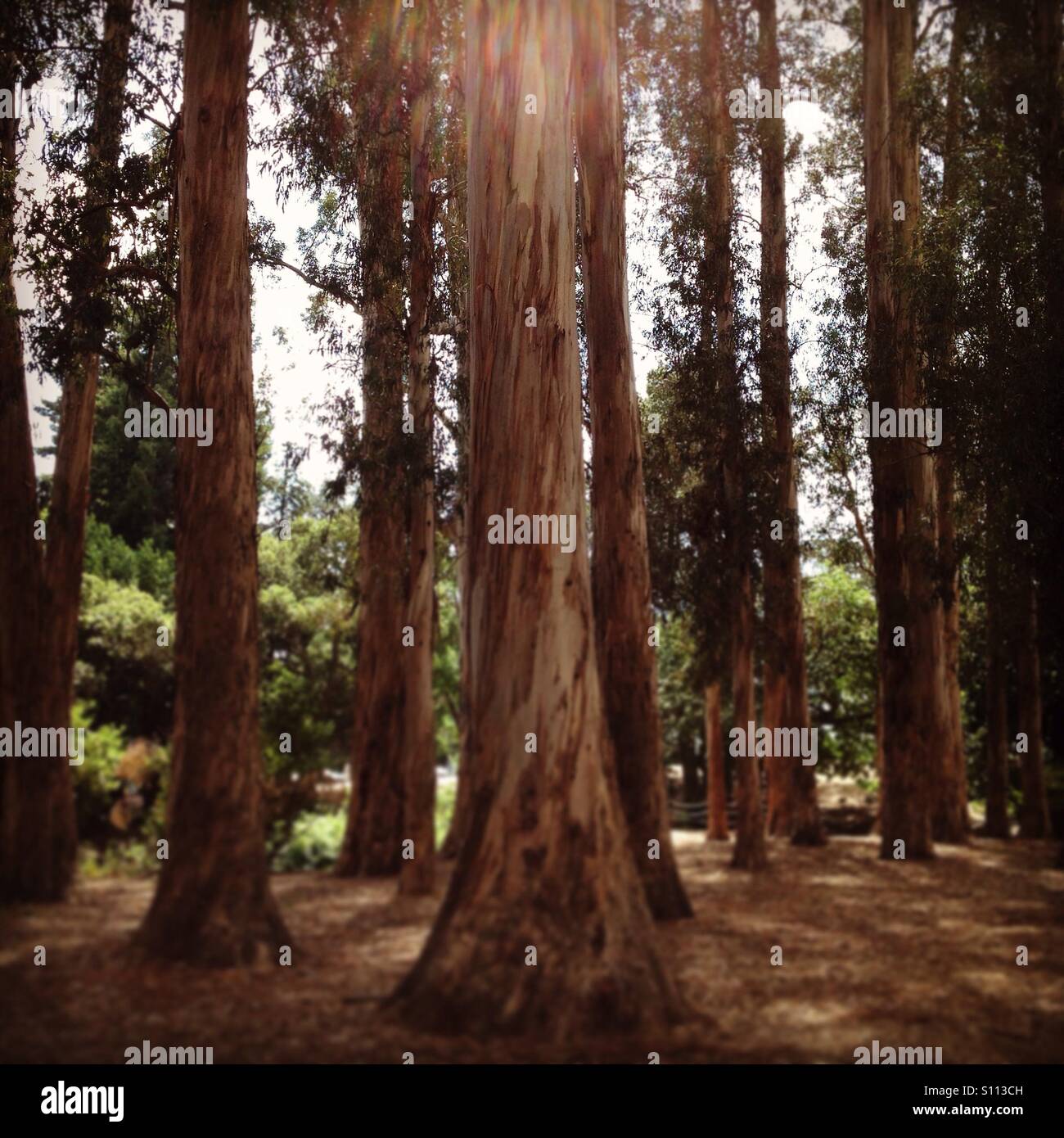 Eucalyptus grove on the UC Berkeley campus in Berkeley, California. - Smartphone Captured Stock Image