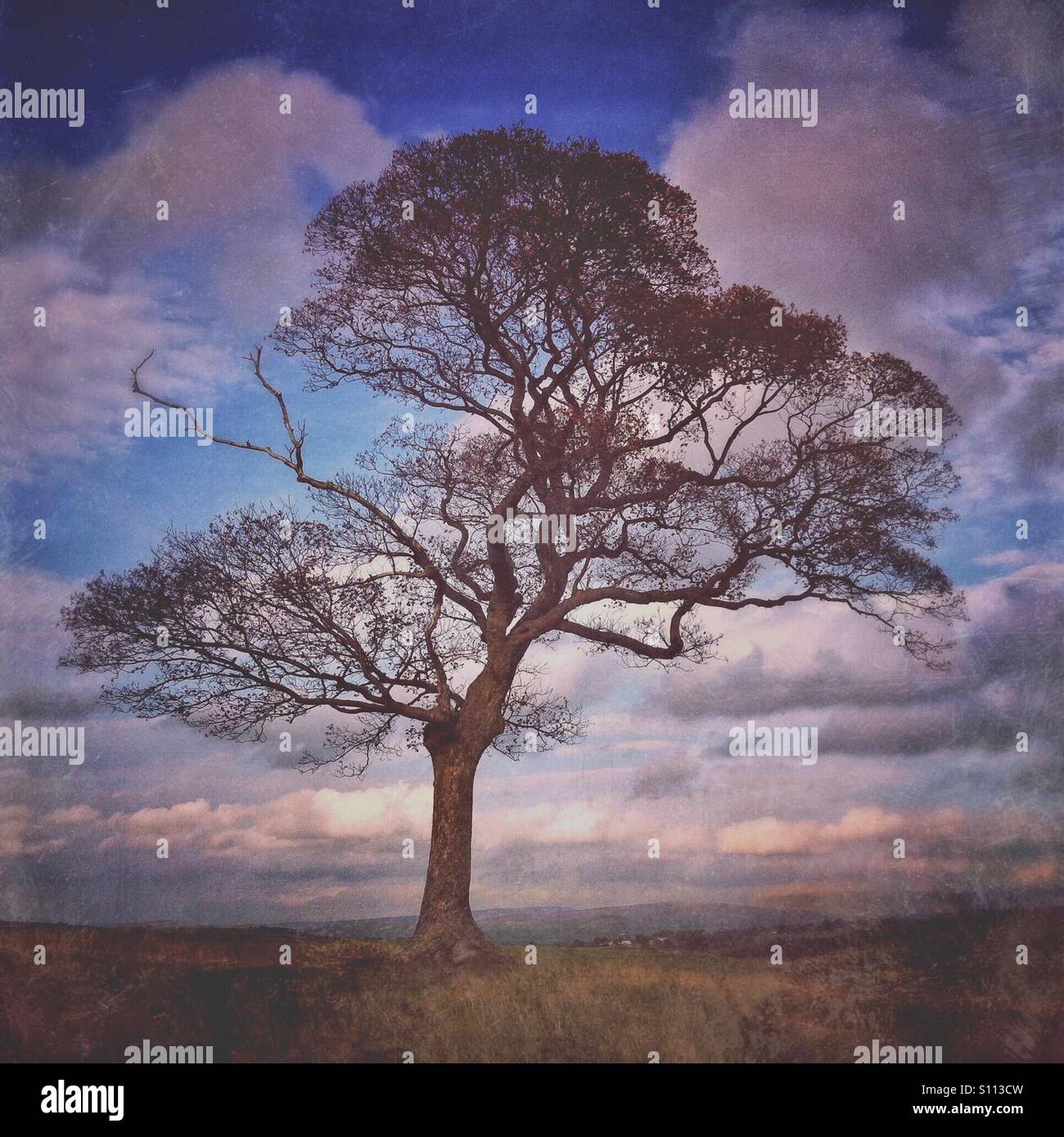 Lone tree - Smartphone Captured Stock Image