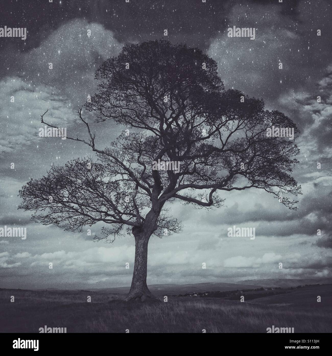 Lone tree - Smartphone Captured Stock Image