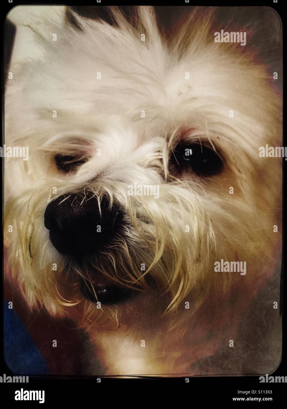 Maltese face Stock Photo 310426315 Alamy