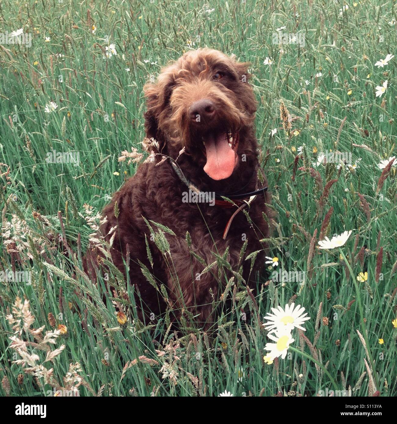 Chocolate brown Labradoodle dog in long grass. - Smartphone Captured Stock Image