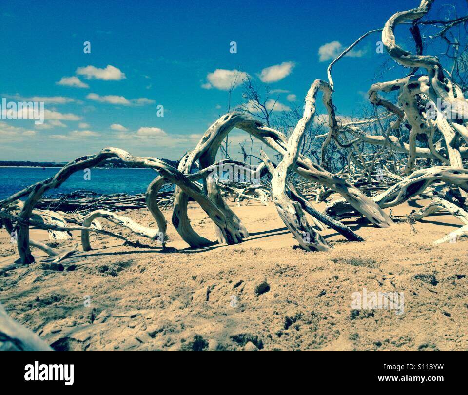 Driftwood by the sea Stock Photo - Alamy