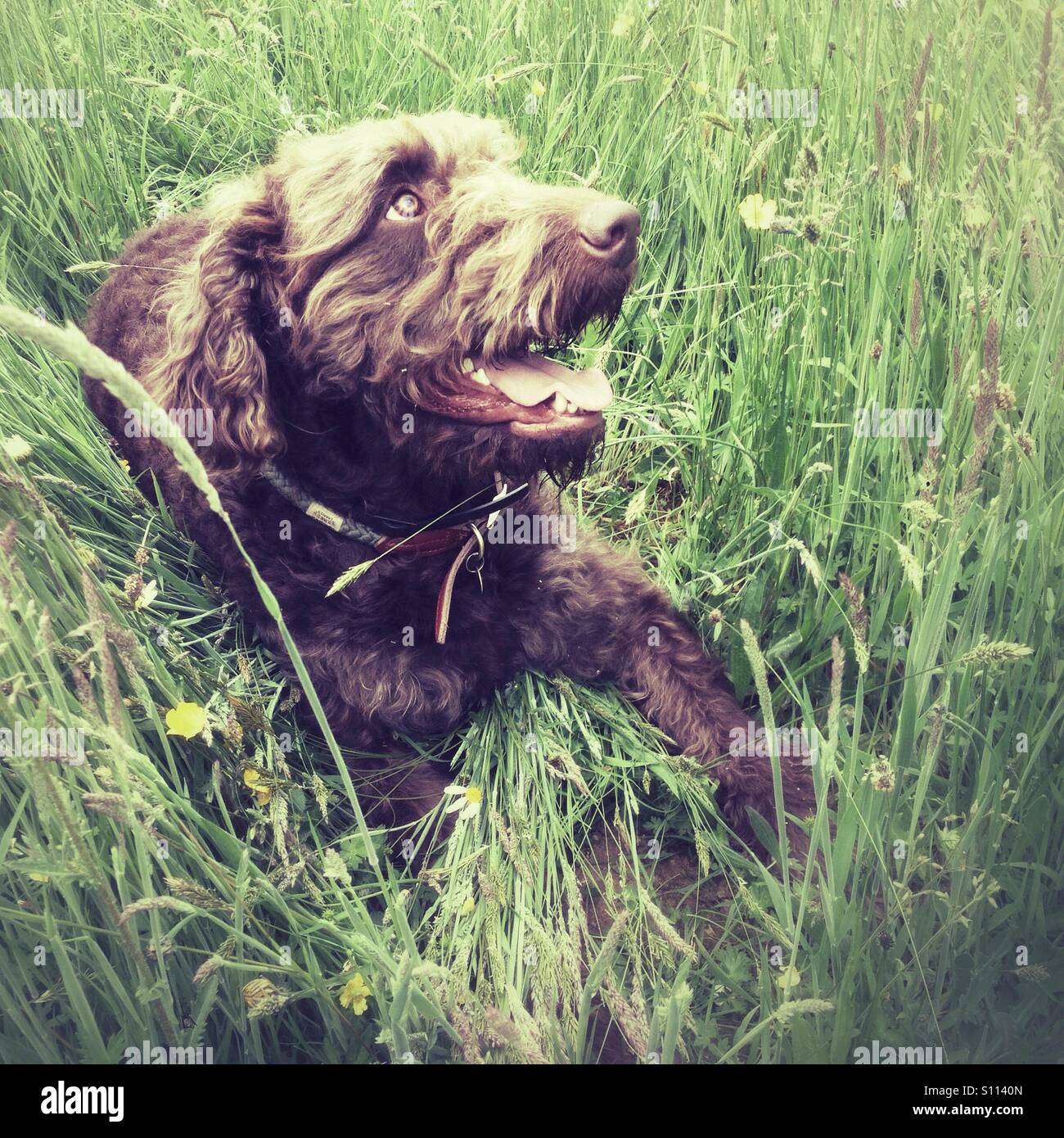Brown Labradoodle dog - Smartphone Captured Stock Image