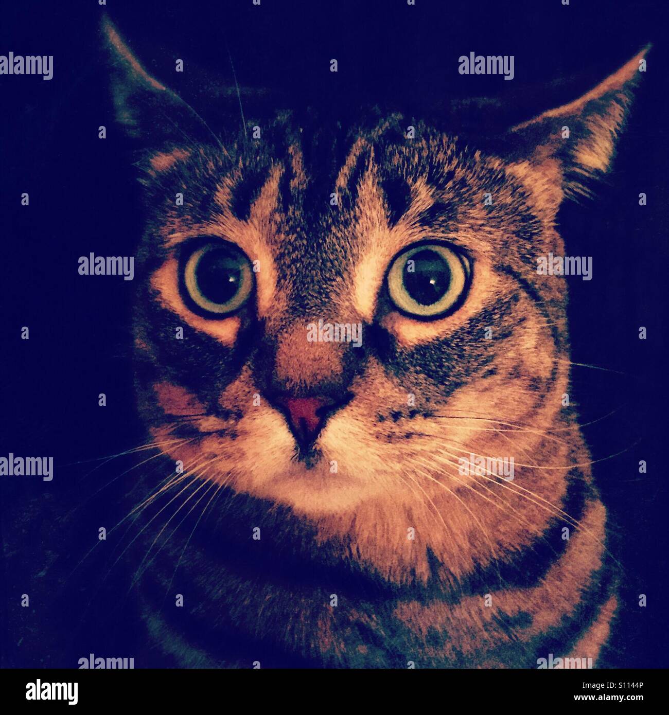 The look of annoyance from my sweet cat - Smartphone Captured Stock Image