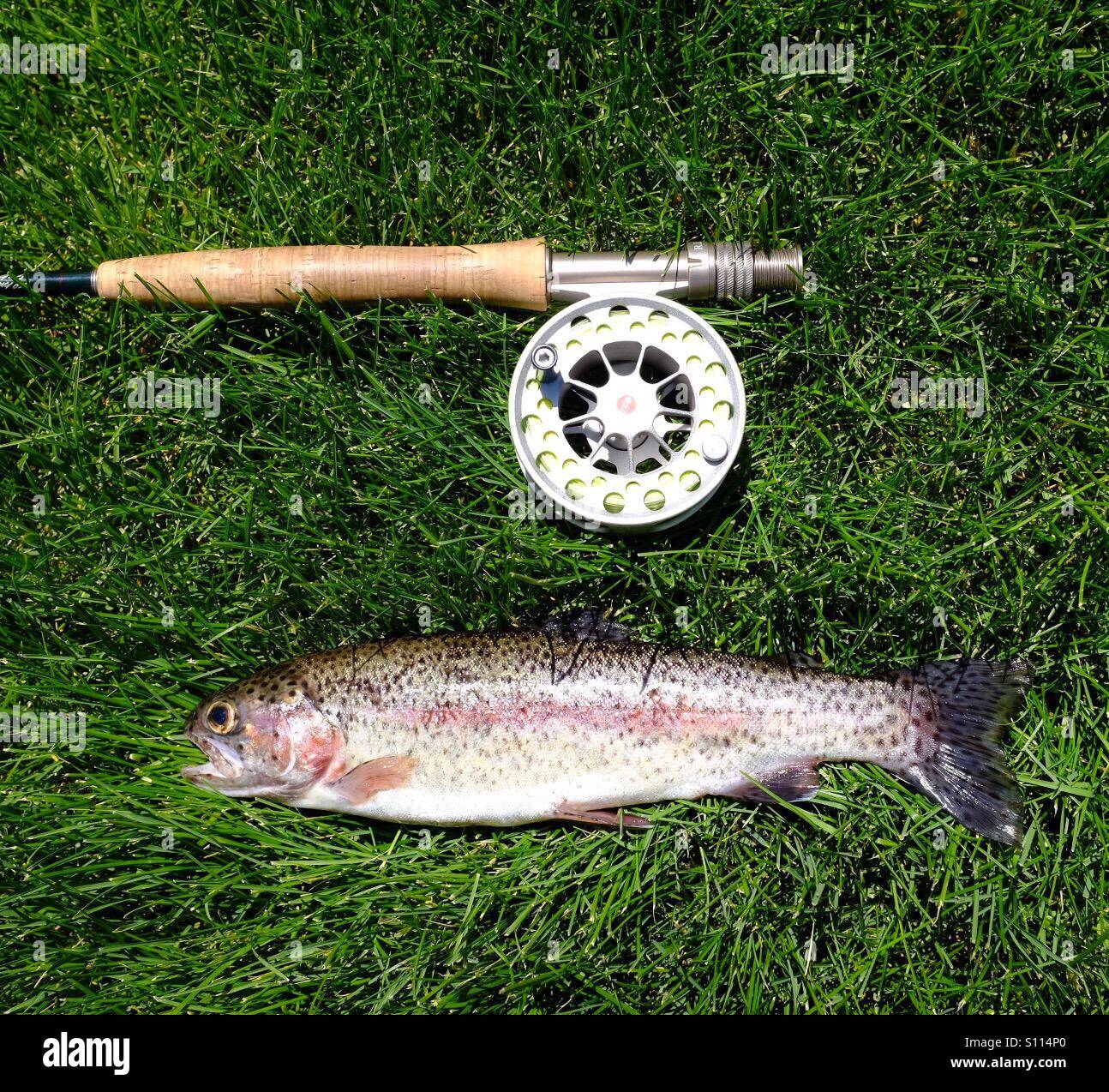 Rainbow Trout and fly rod Stock Photo