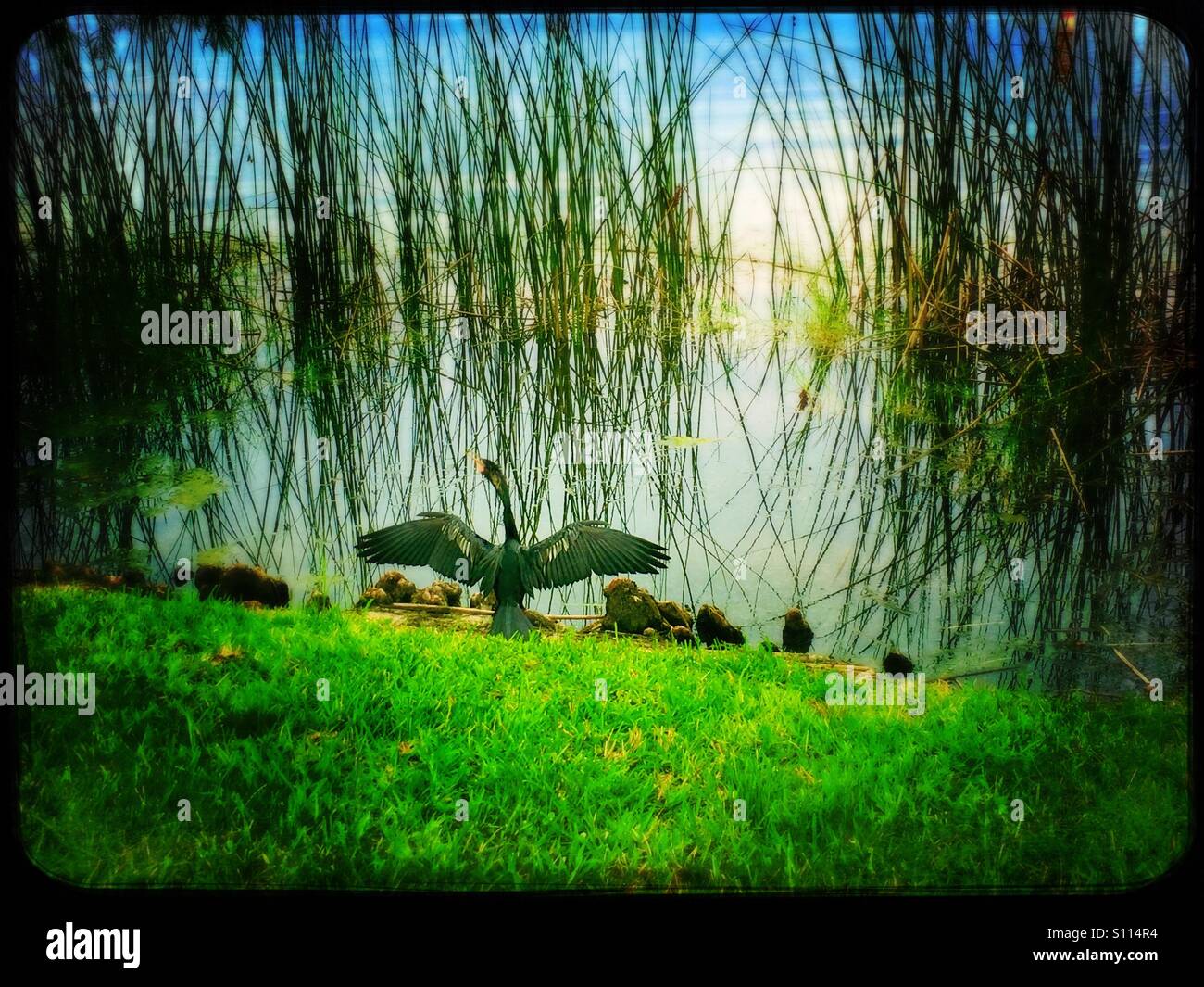 Anhinga drying its wings - Smartphone Captured Stock Image