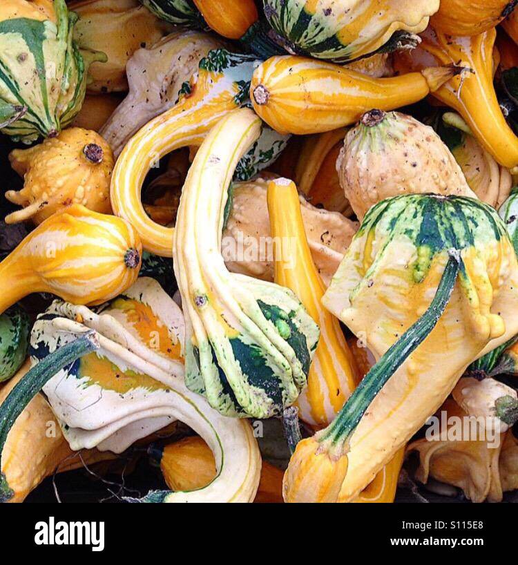 Yellow gourds hires stock photography and images Alamy