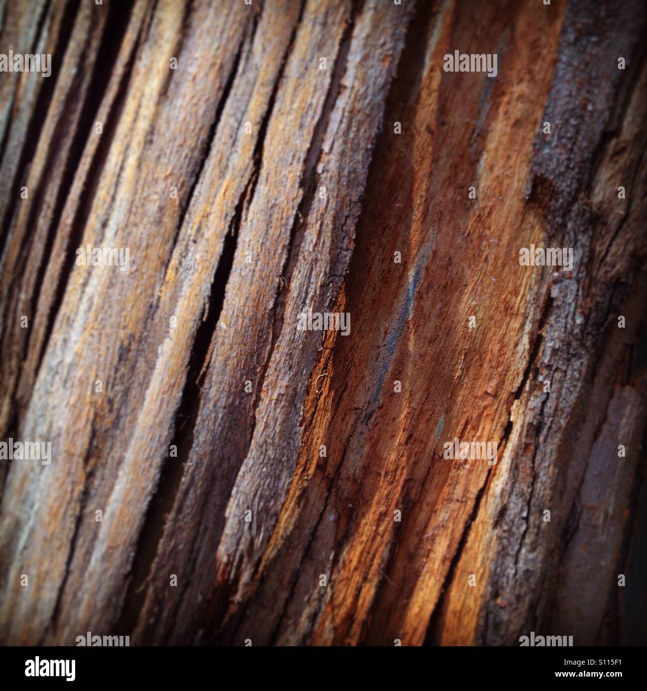Eucalyptus bark Stock Photo