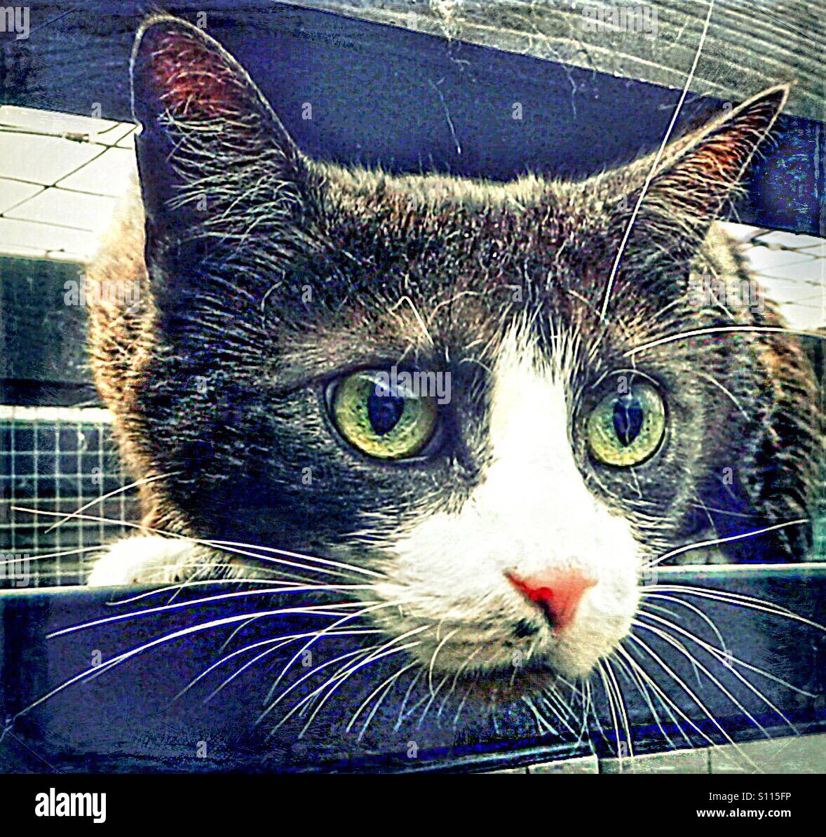 ...cat...always watching, looking and thinking...! - Smartphone Captured Stock Image