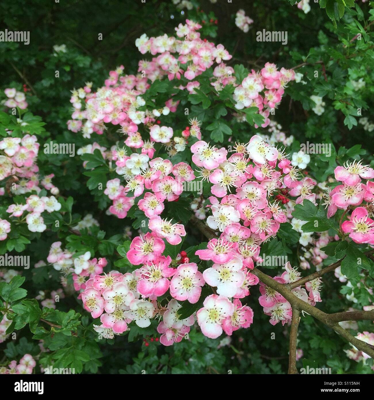 Pink hawthorn blossom Stock Photo Alamy