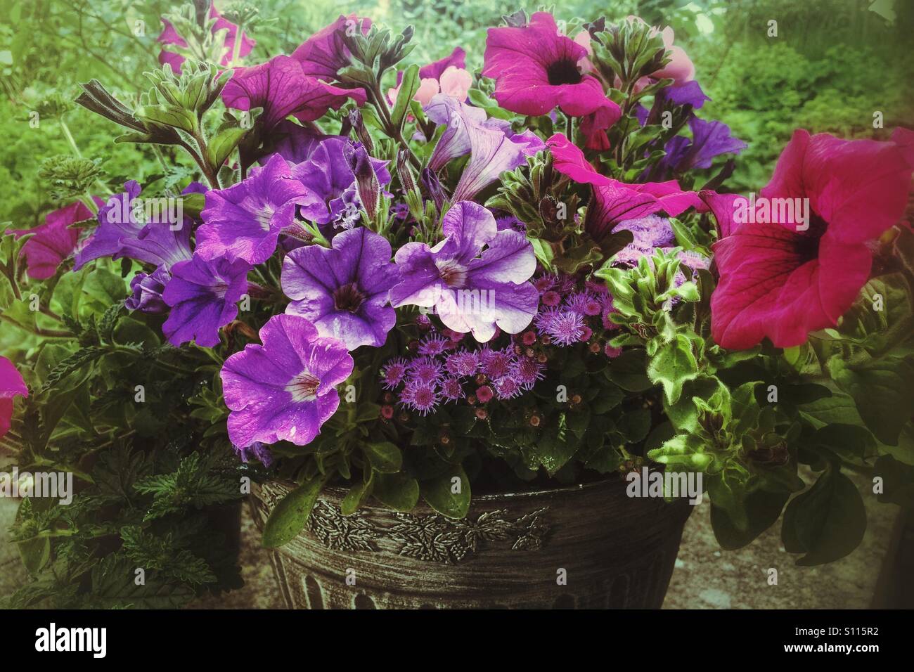 Urn filled with Summer flowering plants - Smartphone Captured Stock Image