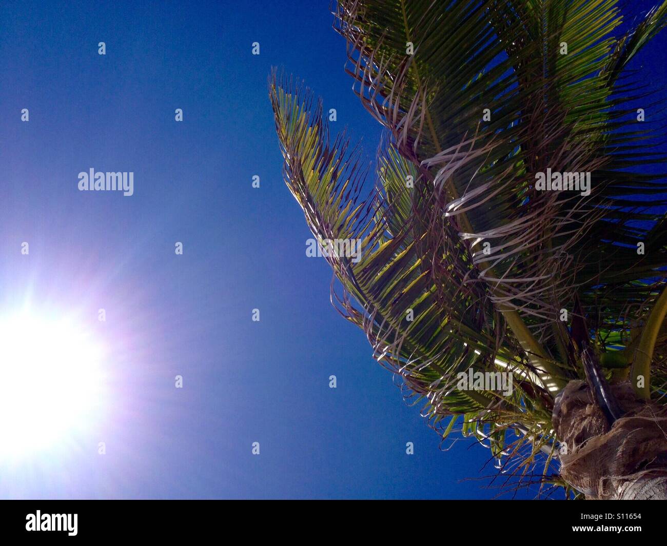 Full sun, blue sky, palm tree Stock Photo