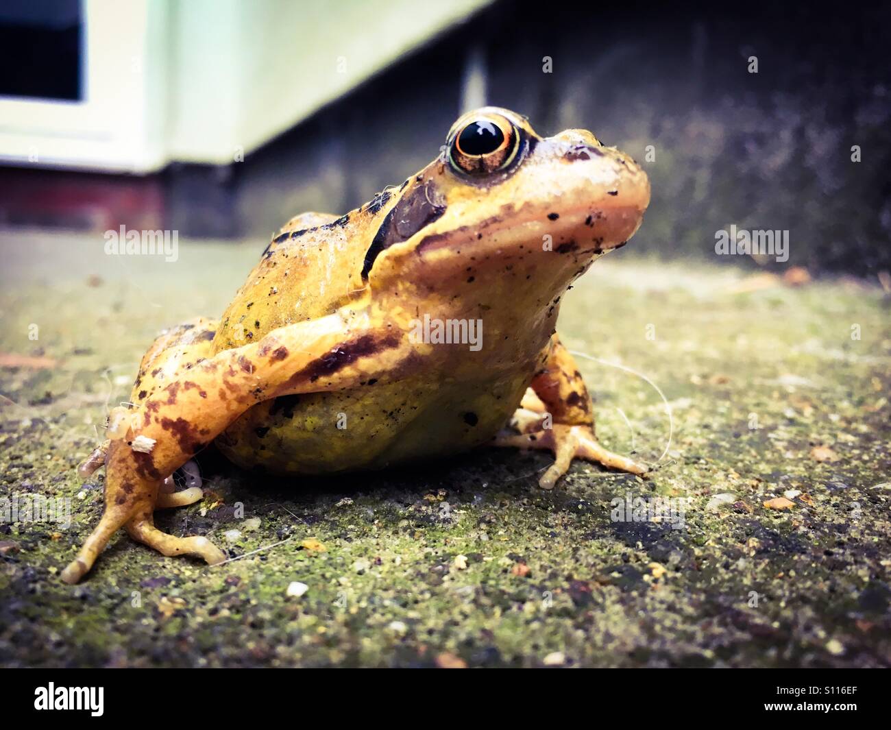 A frog sitting outside a house - Smartphone Captured Stock Image