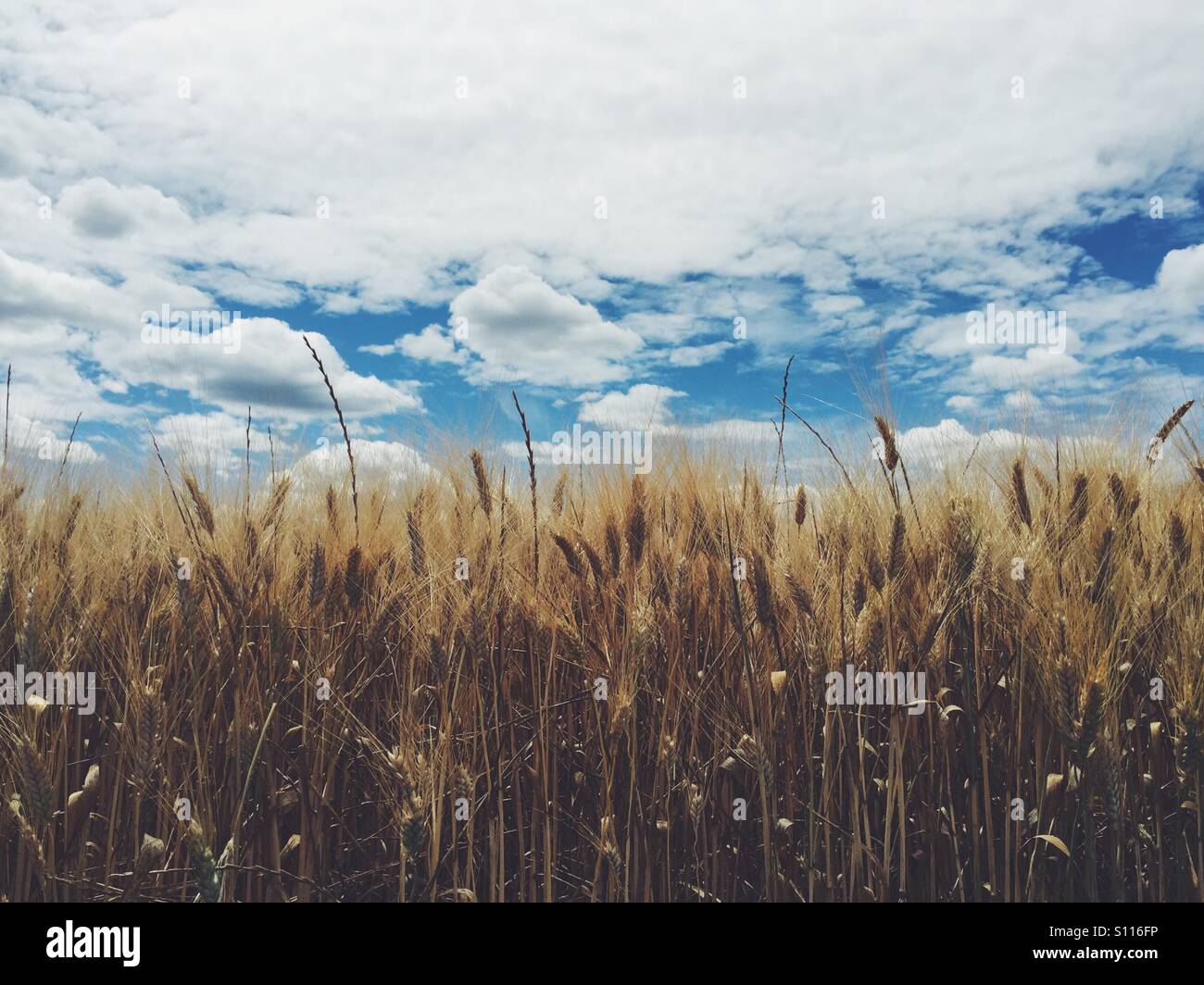 wheat field with blue sky near Uzes, in the Gard region of Languedoc Roussillon - Smartphone Captured Stock Image