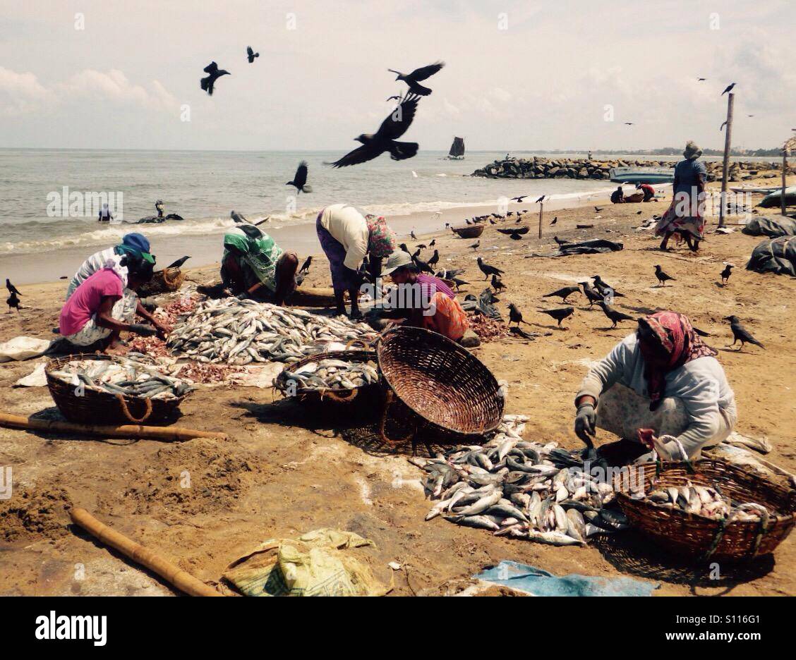 Fishermen sorting fish in Negombo, Sri Lanka - Smartphone Captured Stock Image