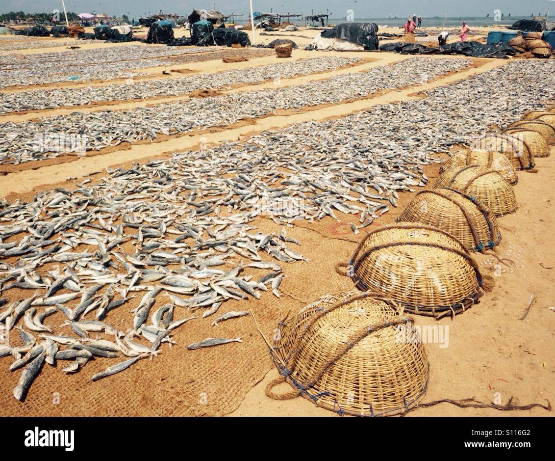 Fish market in Negombo, Sri Lanka - Smartphone Captured Stock Image