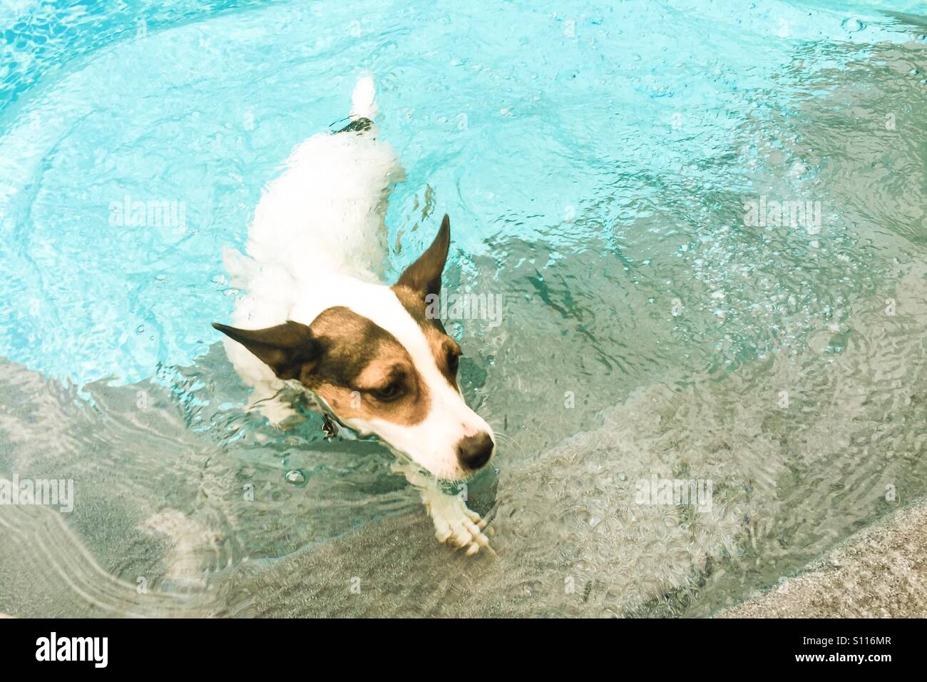 Dog about to walk out of swimming pool. Pastel edit. - Smartphone Captured Stock Image