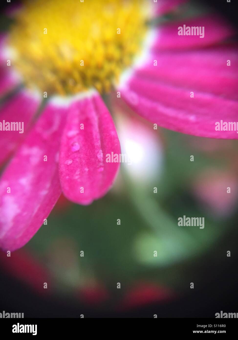 Pink daisy in macro Stock Photo