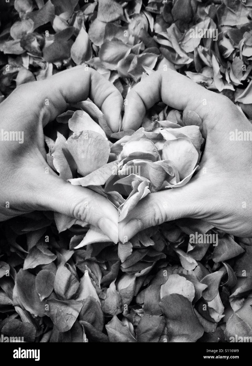 BW heart love symbol made by girl hands with roses petals - Smartphone Captured Stock Image