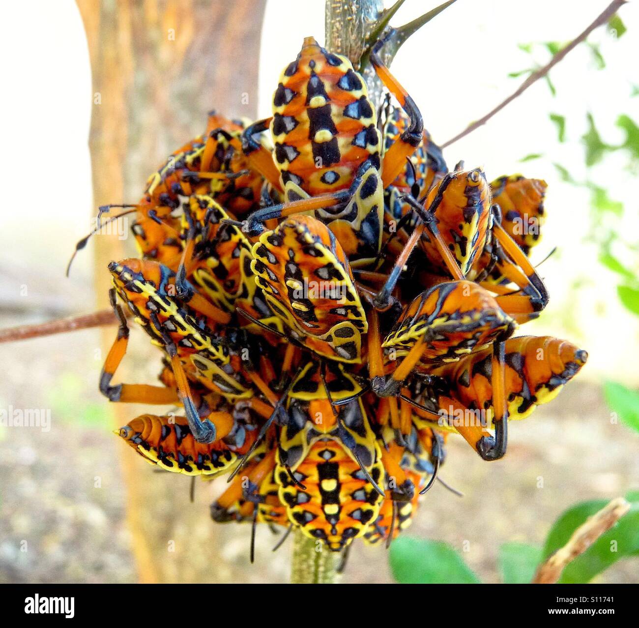 Colorful Insects Bugs