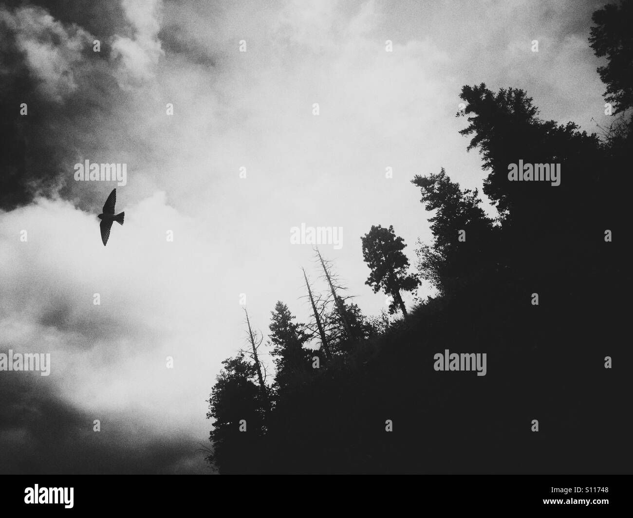 The silhouette of a bird flying and trees in the background. Black and white. - Smartphone Captured Stock Image